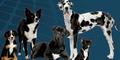 Ceva colabora en el Seminario "Actualización en la comprensión, detección y manejo del estrés canino"