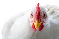 Poultry-2